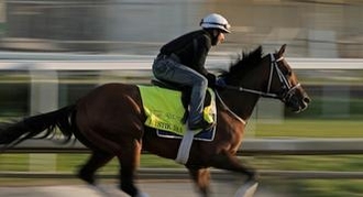 Mystik Dan: Preakness Stakes Horse Odds, History and Prediction