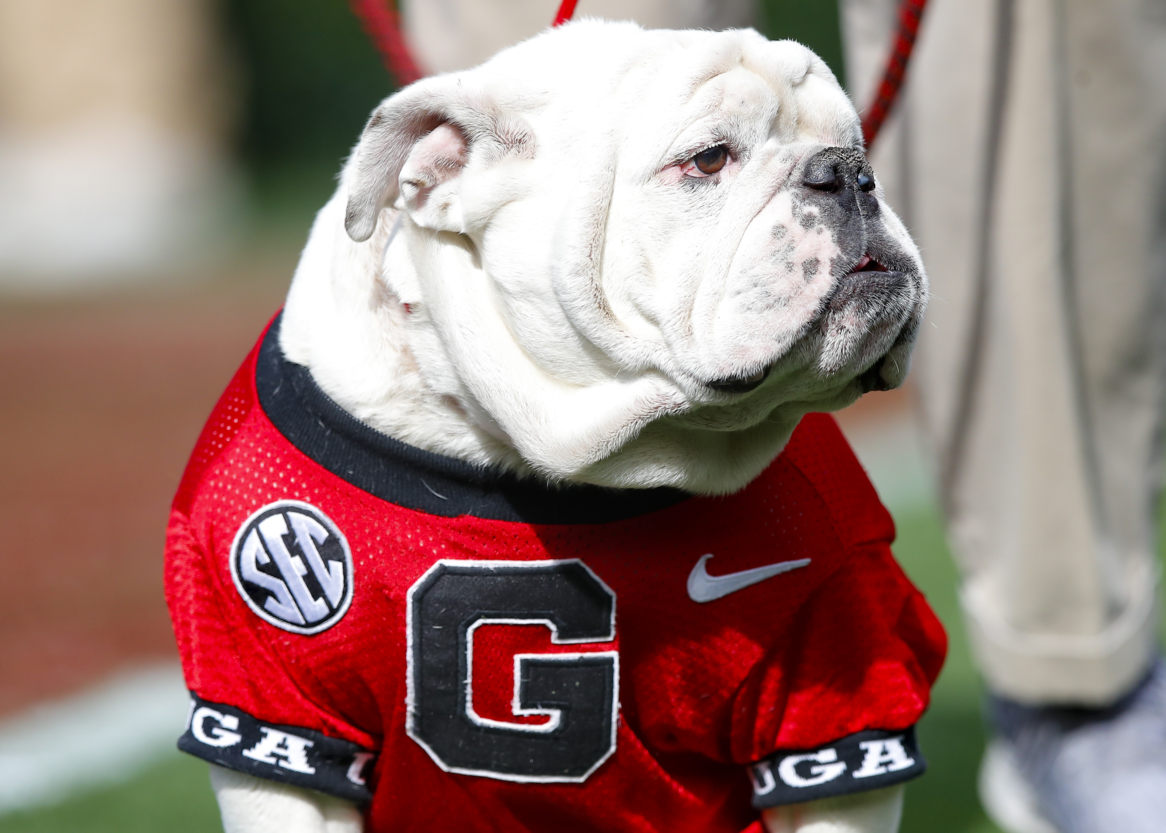 Georgia vs Tennessee Point Spread, Over/Under, Moneyline & Prediction for College Football Week 11