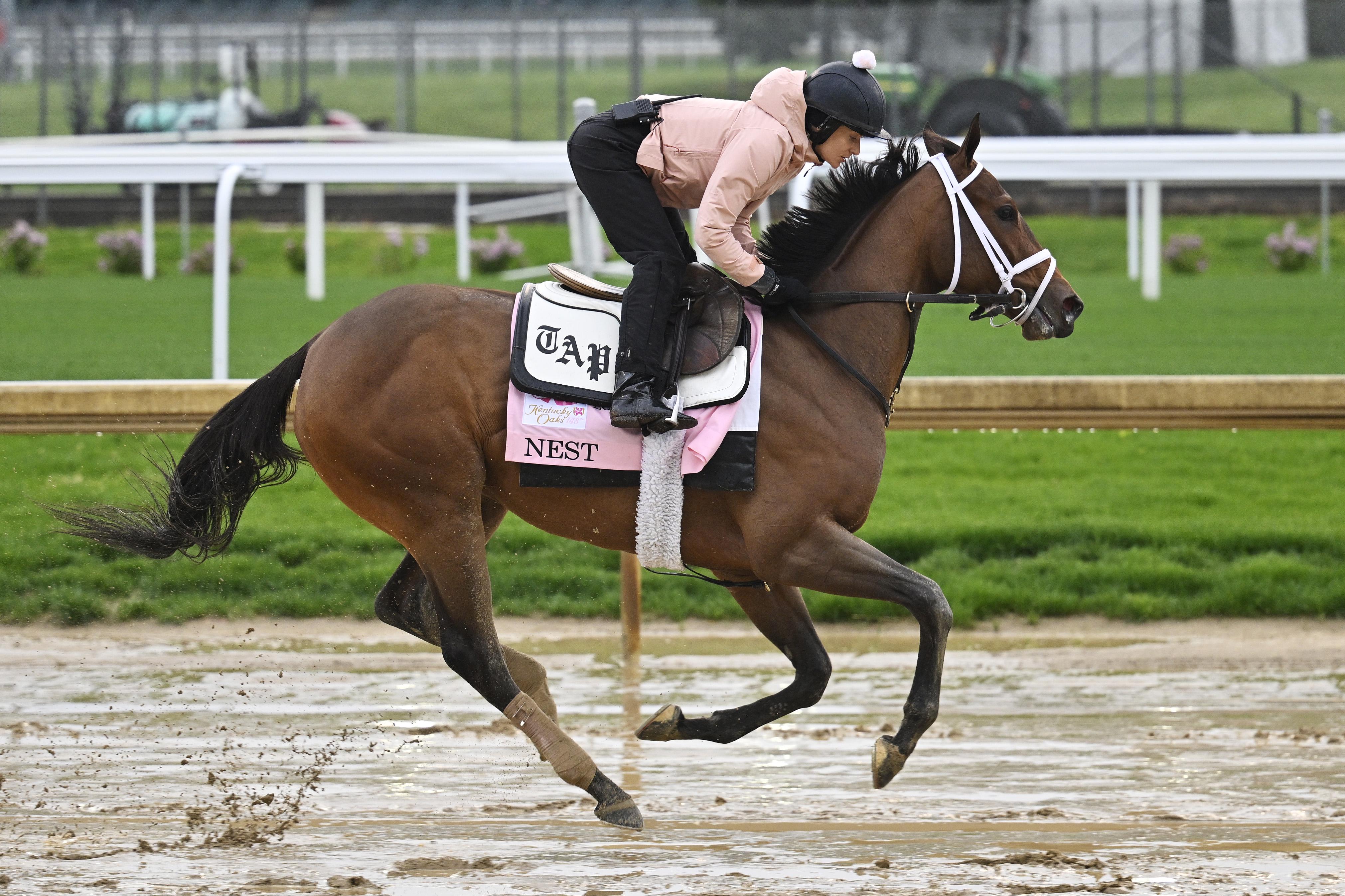 Nest Belmont Stakes Horse Odds, History & Predictions