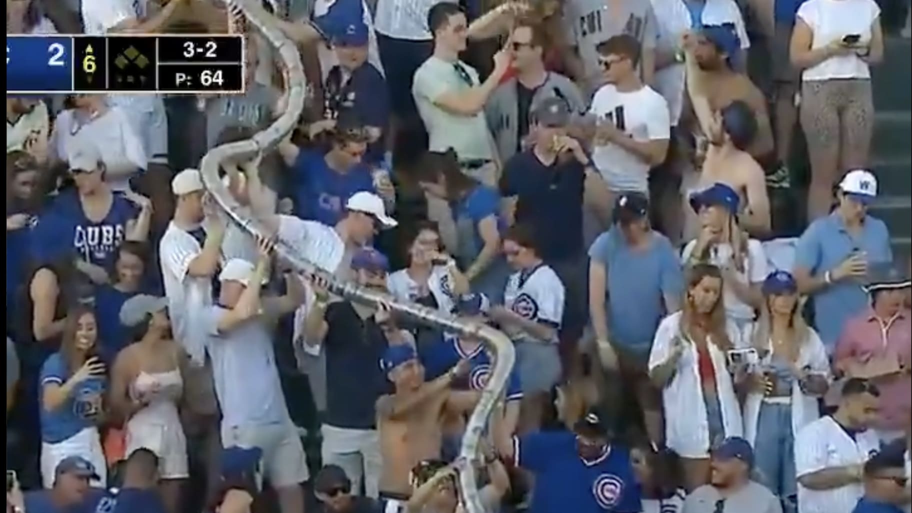 VIDEO: Cubs Beer Snake Makes its Return With Wrigley Field Back at Full Capacity