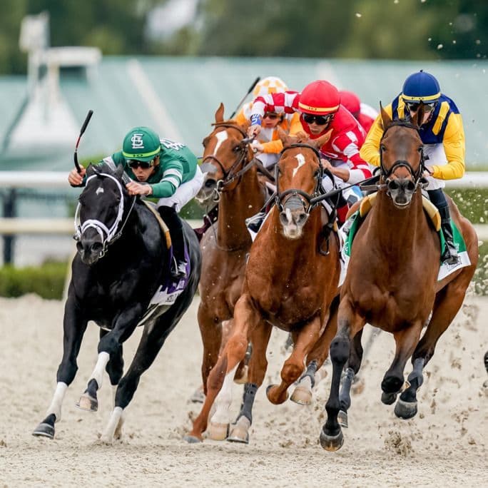 Stallion Streams FDTV+ Web